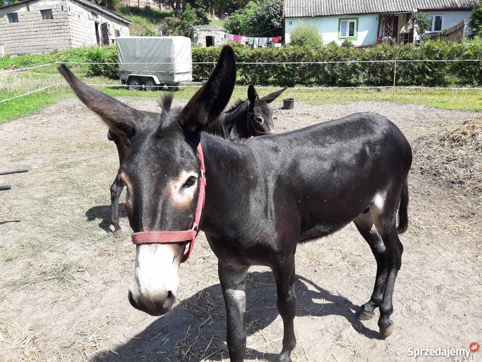 Osły osiołki Golub-Dobrzyń sprzedam