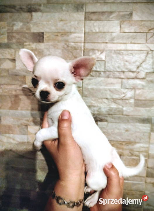 Chihuahua śliczny chłopiec Konin sprzedam