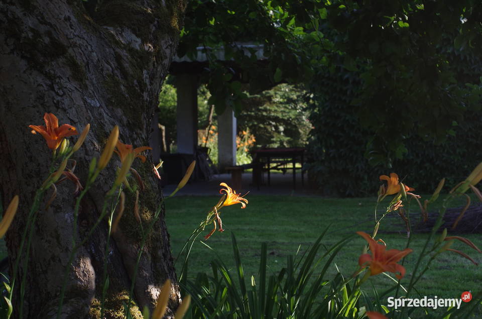 Siedlisko Rodowe Lechja
