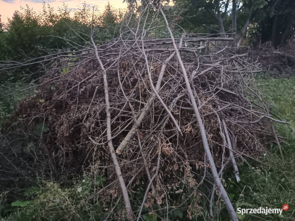Oddam chrust gałęzie i pieńki z drzew owocowych Kałków