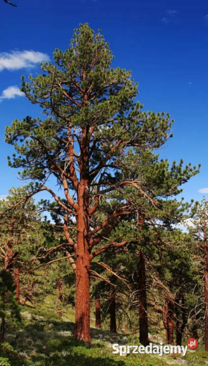 SOSNA ŻÓŁTA Pinus Ponderosa NASIONA 300 sztuk Lubanie