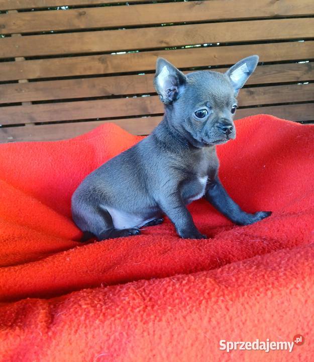 Piękny piesek chihuahua Chihuahua Zwierzęta Płock sprzedam
