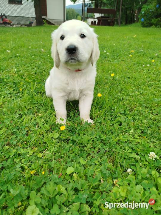 Golden retriever szczeniaki Sułkowice
