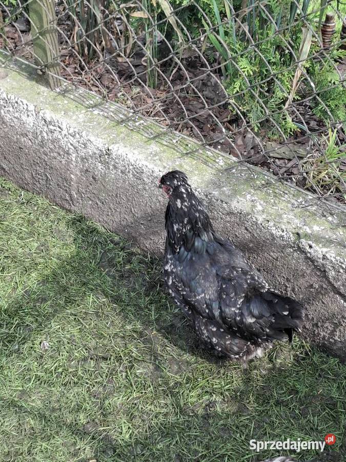 Parki kur ozdobnych Rybno