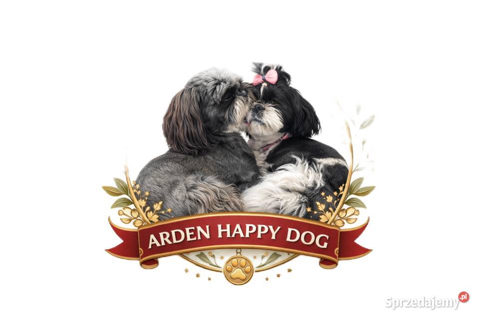 Szczenięta shih tzu z genem blue Zawiercie