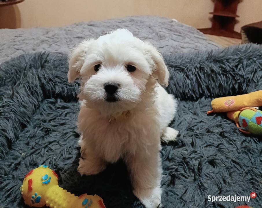 Maltańczykśliczny piesek Warszawa