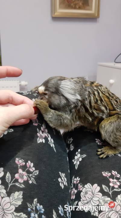 Marmozeta białoucha Kielce