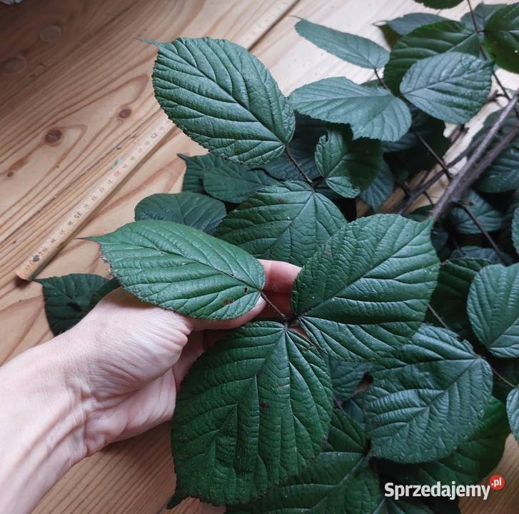 pędy z liśćmi jeżyna leśna Brodła