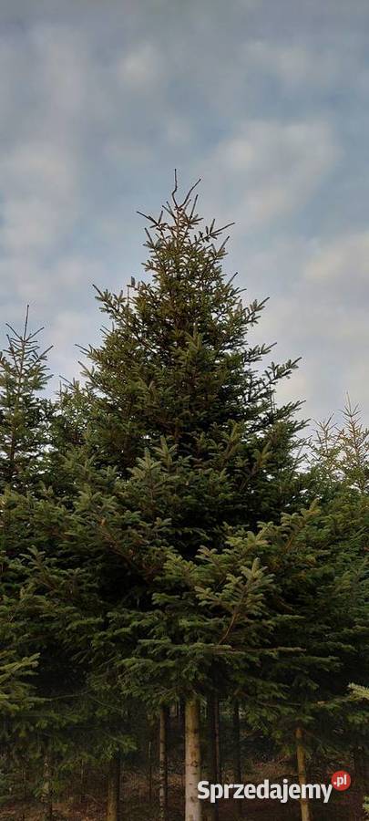 Stroisz gełęzie jodłą kaukaska Mazowieckie mazowieckie Osuchów