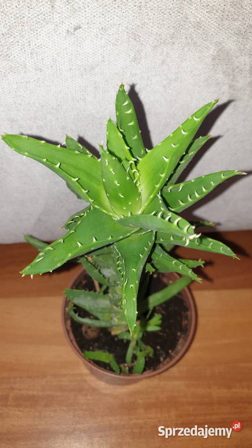 Aloes 2 roślina rosnąca wysokość 32 Warszawa