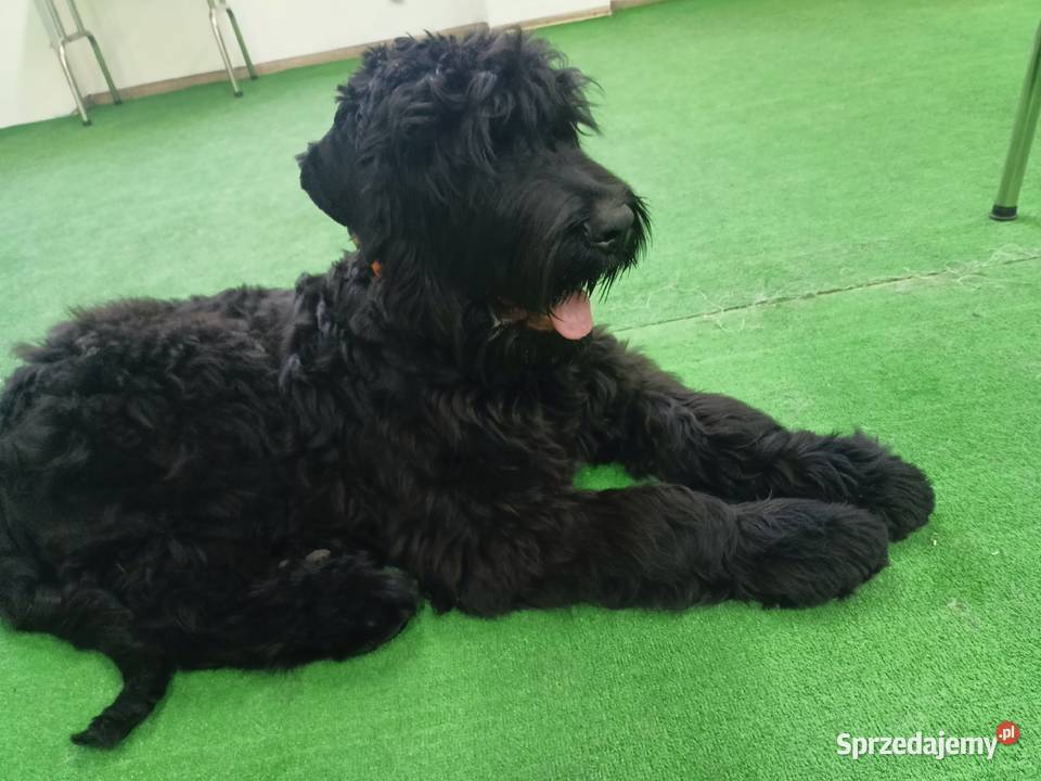 Czarny Terier Rosyjski Pozostałe Krzeszyce