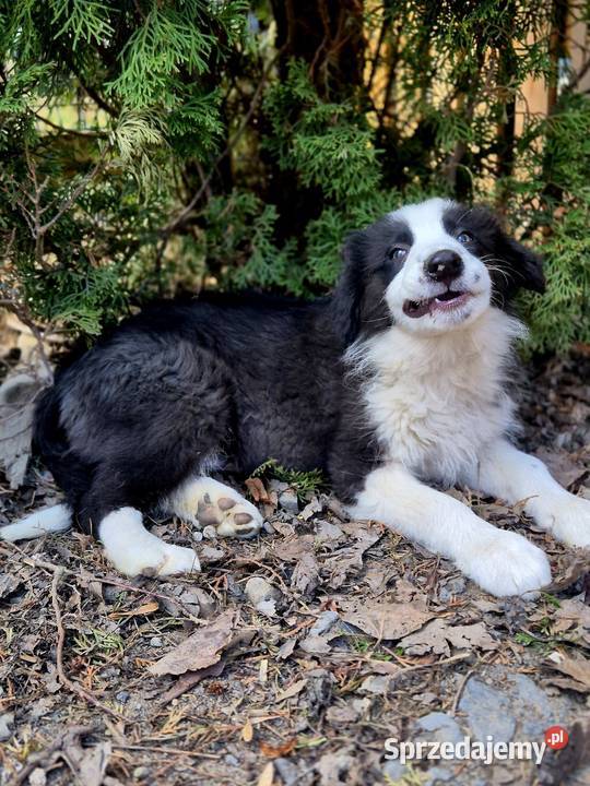Border Collie Tarnów sprzedam