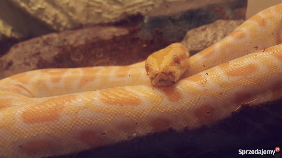 Pyton Tygrysi Albino Terrarium Leszno