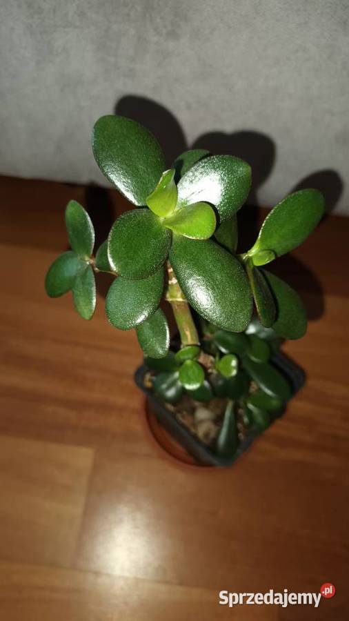Grubosz crassula drzewko szczęscia 3 wys 33 Warszawa