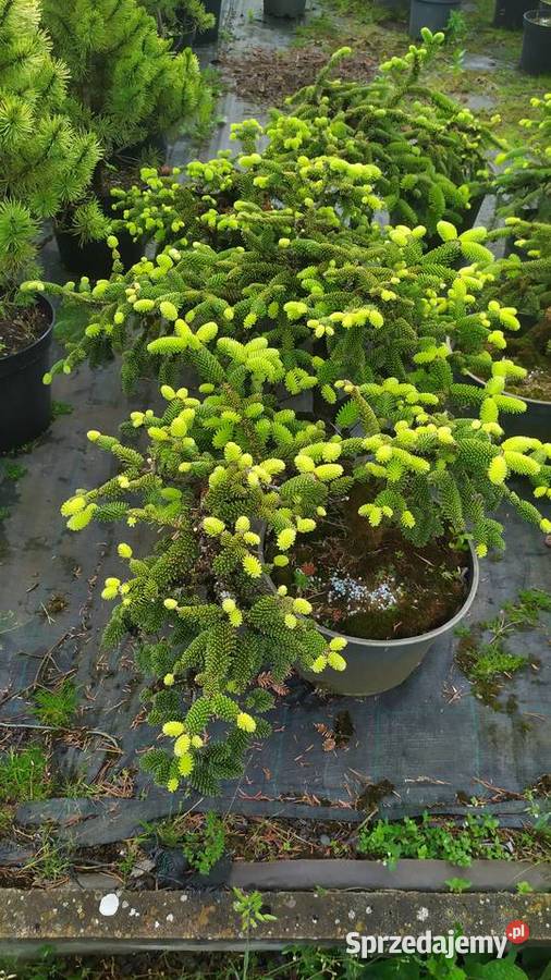 Rośliny ozdobne szczepione na pniu sosna wierzba Jelitów sprzedam