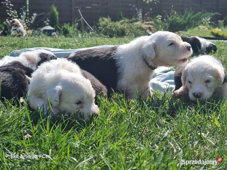 Owczarek staroangielski Bobtail Serock
