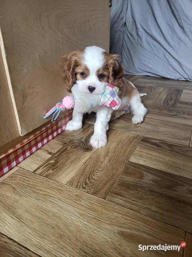 Cavalier King Charles Spaniel Blenheim Samiec Cavalier King Charles Spaniel śląskie Częstochowa