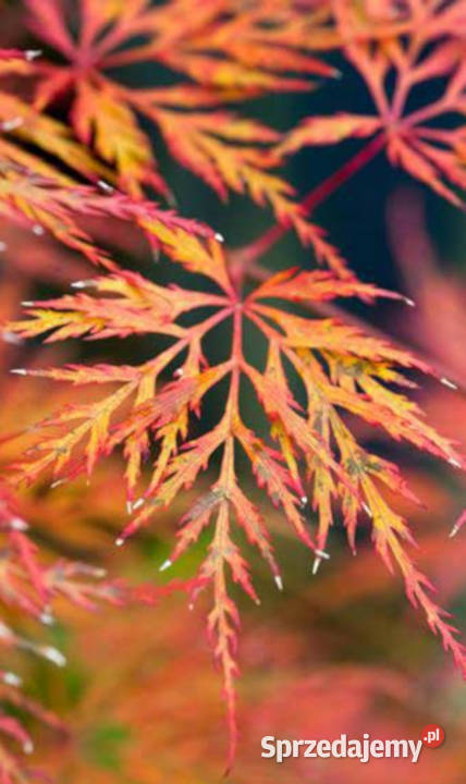 KLON PALMOWY EMERALD LACE sadzonki w doniczkach Liściaste kujawsko-pomorskie Ustronie sprzedam