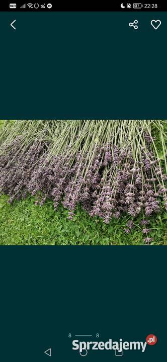 Lawenda ciętaekologiczna uprawa bukiety suszone