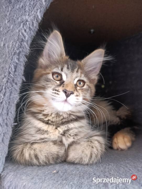 Maine coon lubelskie Krasnystaw sprzedam