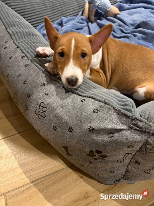 Basenji suczka szczenię