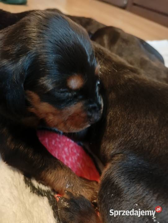 Polski Gończy do REZERWACJI Janowiec