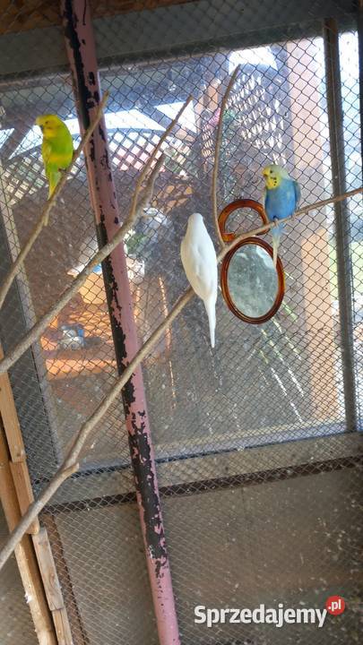 Papugi faliste wielkopolskie Wronki