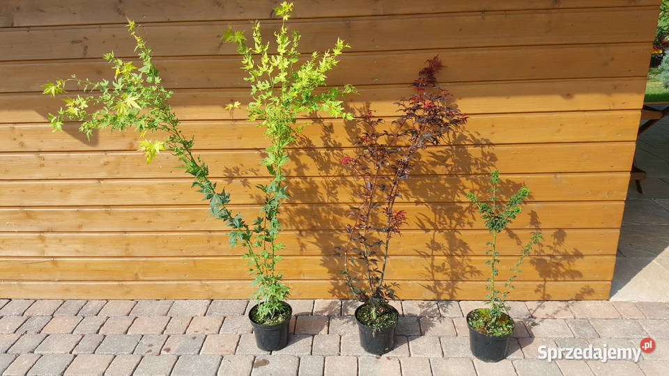 Klon palmowy rośliny ozdobne Rośliny śląskie Simoradz