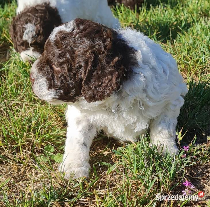 Lagotto Romagnolo Szczecin