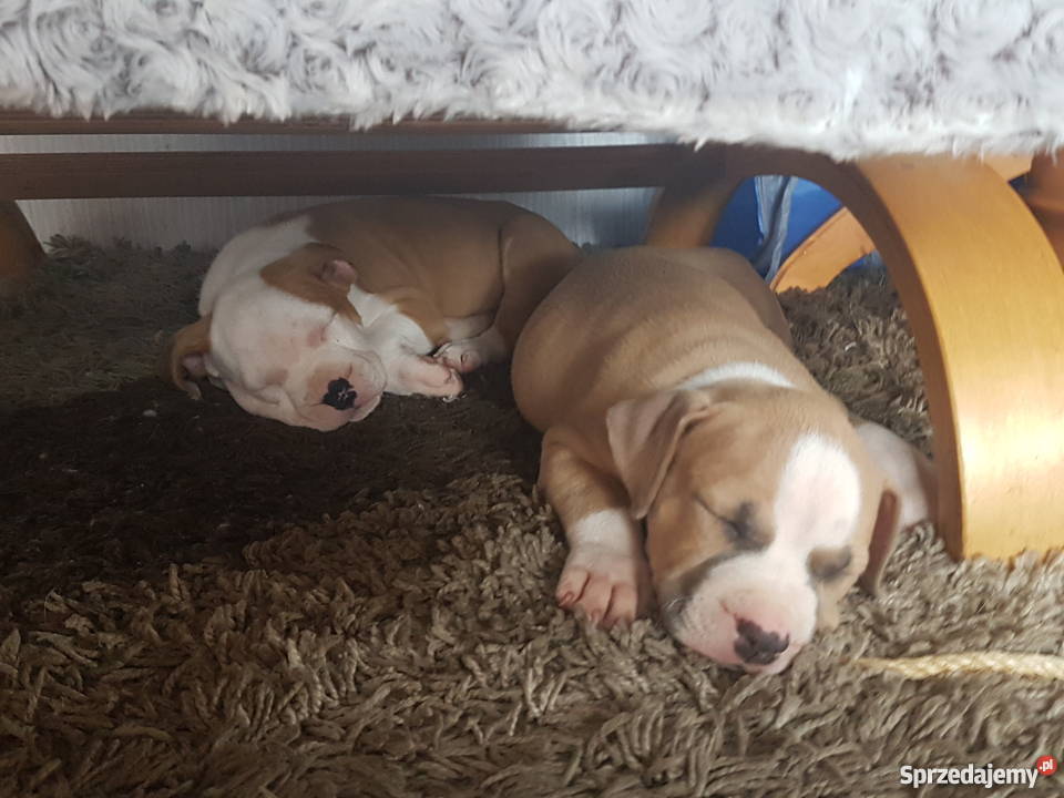 Szczeniaczki Amstaff 6 tygodni Katowice sprzedam