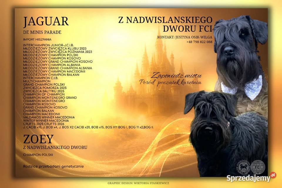 Sznaucer Miniaturowy Czarny szczenięta