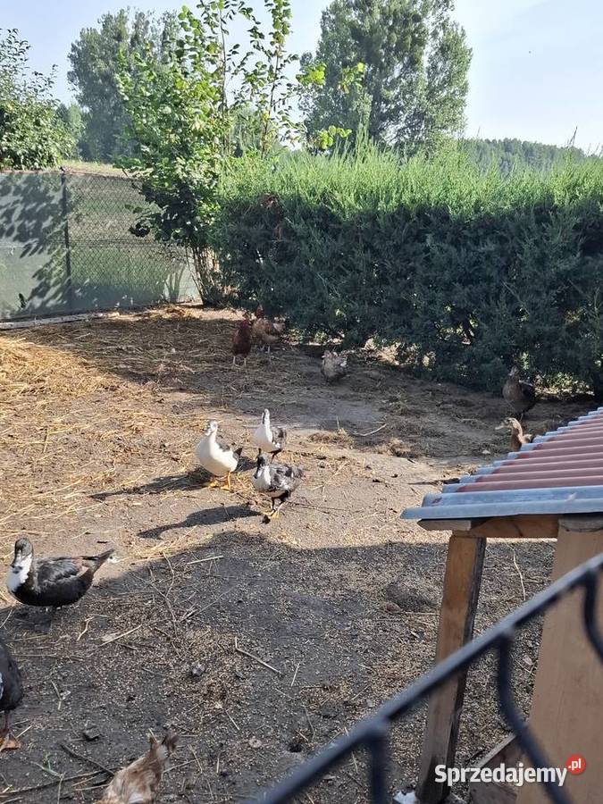 Kaczki lubelskie Lublin