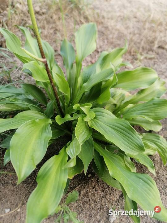 Funkiahosta jednobarwna roślina ogrodowa sprzedam