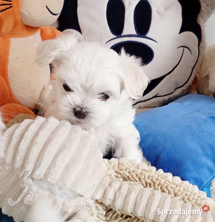 Maltańczyk szczenię-boy do rezerwacji