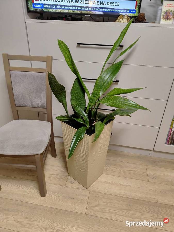 Sanseveria Wacławice