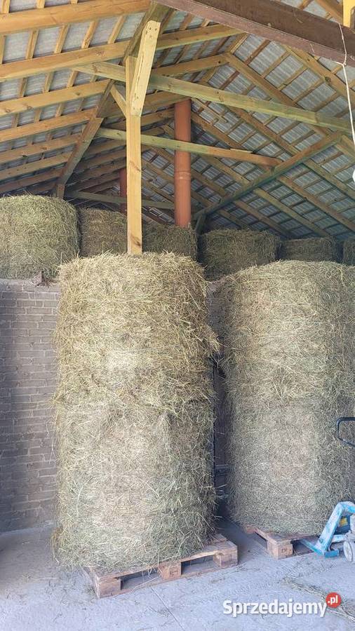 Sprzedam tegoroczne siano w balotach 120 Skierniewice