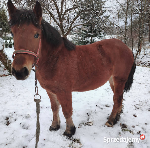 Koń Klacz Kobyła Lubatowa