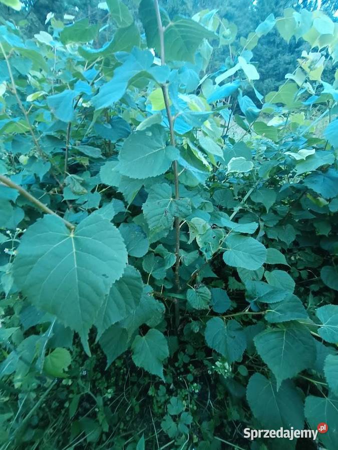 Lipa drobnolistna 70 100 Szczecinek