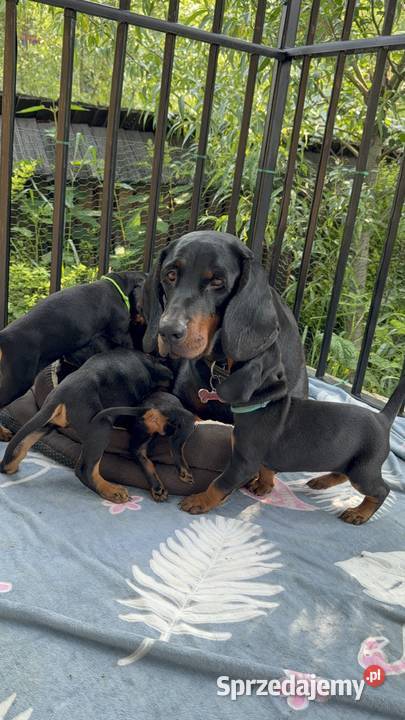 Sprzedam Gończy Polski Szczeniaki Małe Ciche