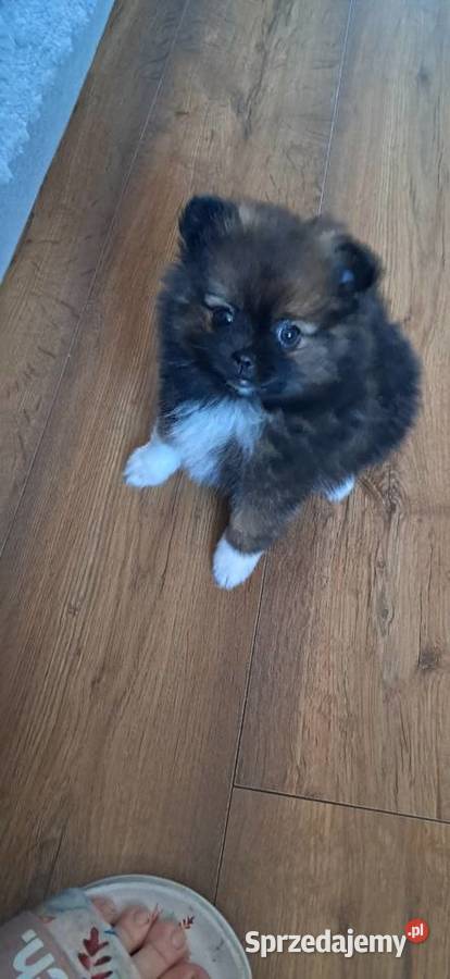 Szpic miniaturowy Środa Wielkopolska