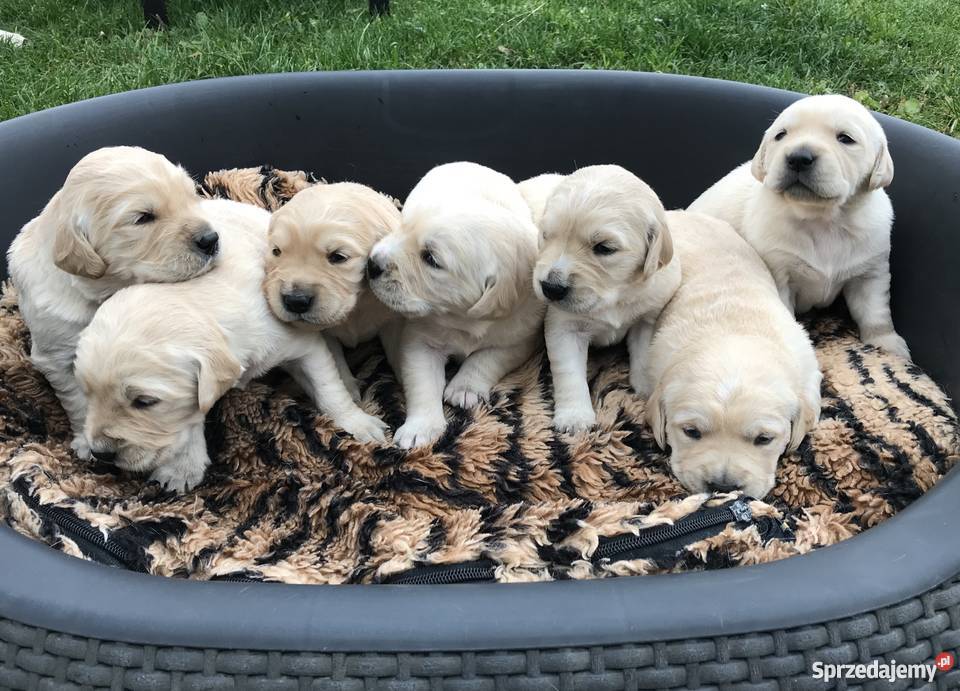 Szczeniaki GOLDEN RETRIEVER Radoszyce