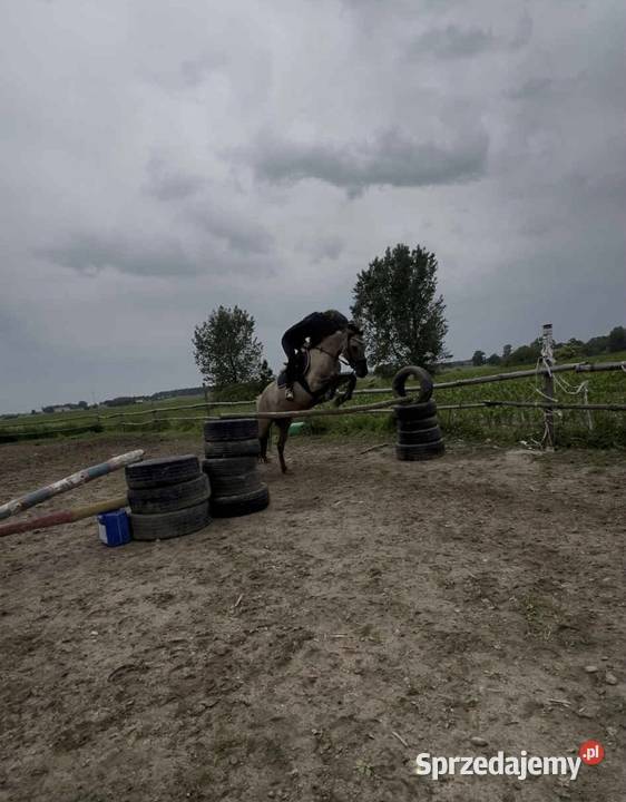 Na sprzedaż 3 KONIKI POLSKIE Chodecz