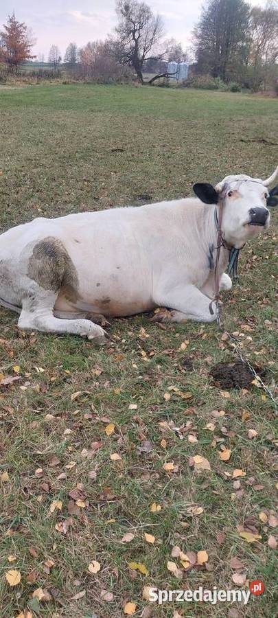 Jalowica 600 Kalinówka Królewska