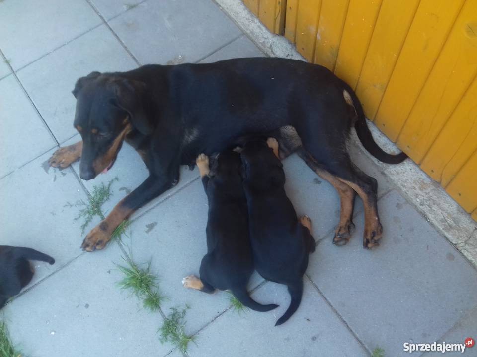 Oddam szczenięta gończy polski Dąbrowa Tarnowska