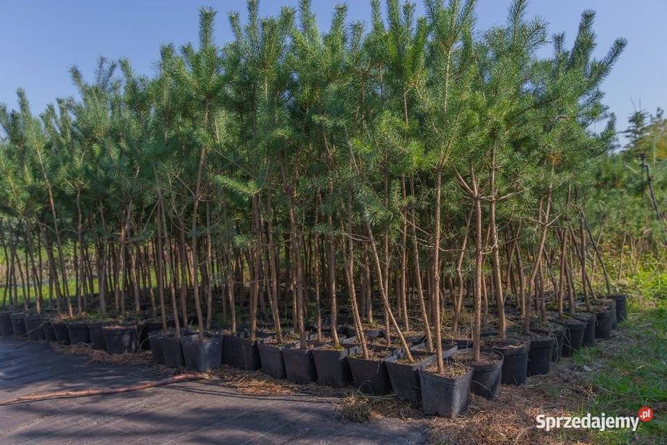 Sosna zwyczajna Pinus sylvestris wys 5070 donica wielkopolskie