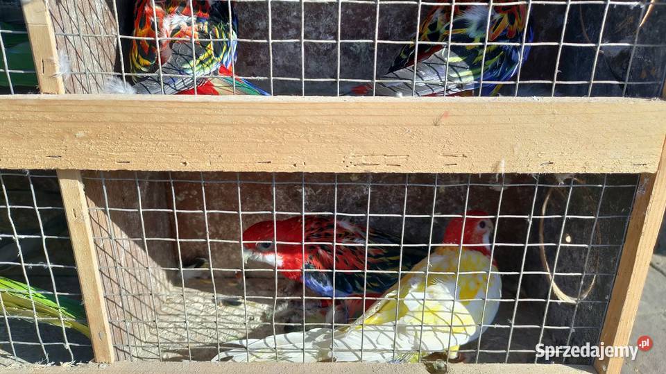 Papugi Rozelle gorskie baranandy Bełchatów