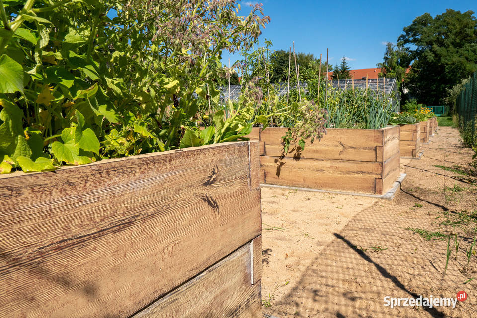 Warzywnik betonowy Skrzynia na warzywa Rabata Rośliny łódzkie Łódź