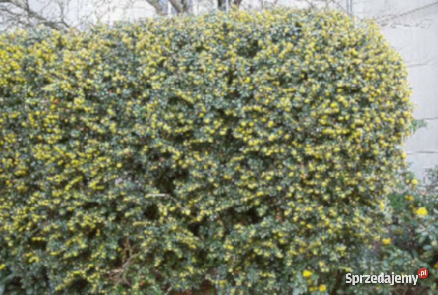 BERBERYS JULIANNY sadzonki w doniczkach Ustronie sprzedam