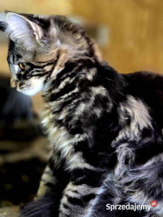 Maine Coon kocięta Wschowa