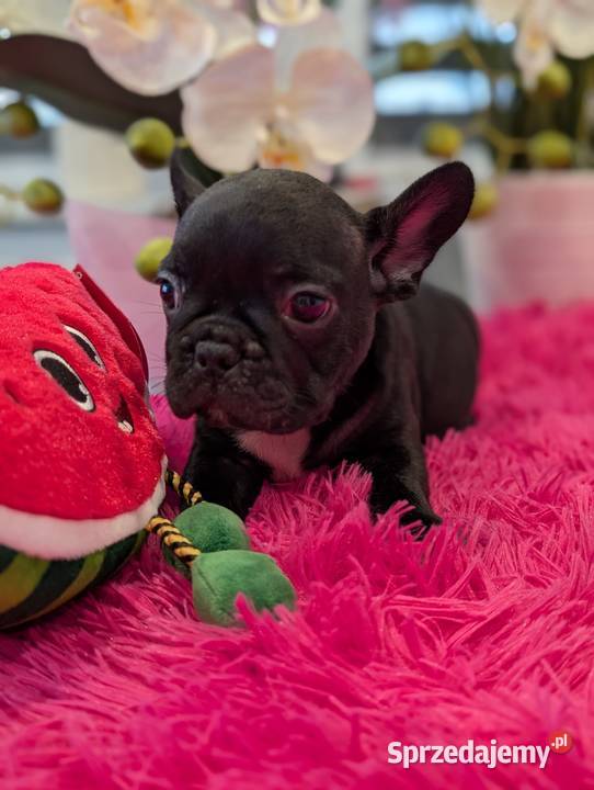 Buldog francuski suczka sprzedam